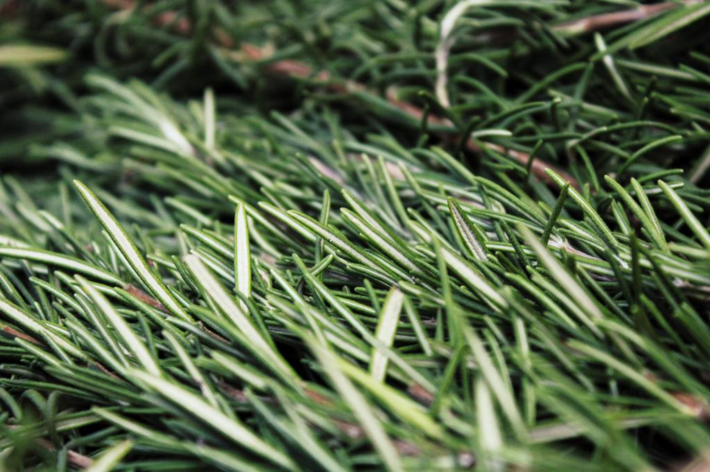 A close-up photo of many sprigs of rosemary pilled up.