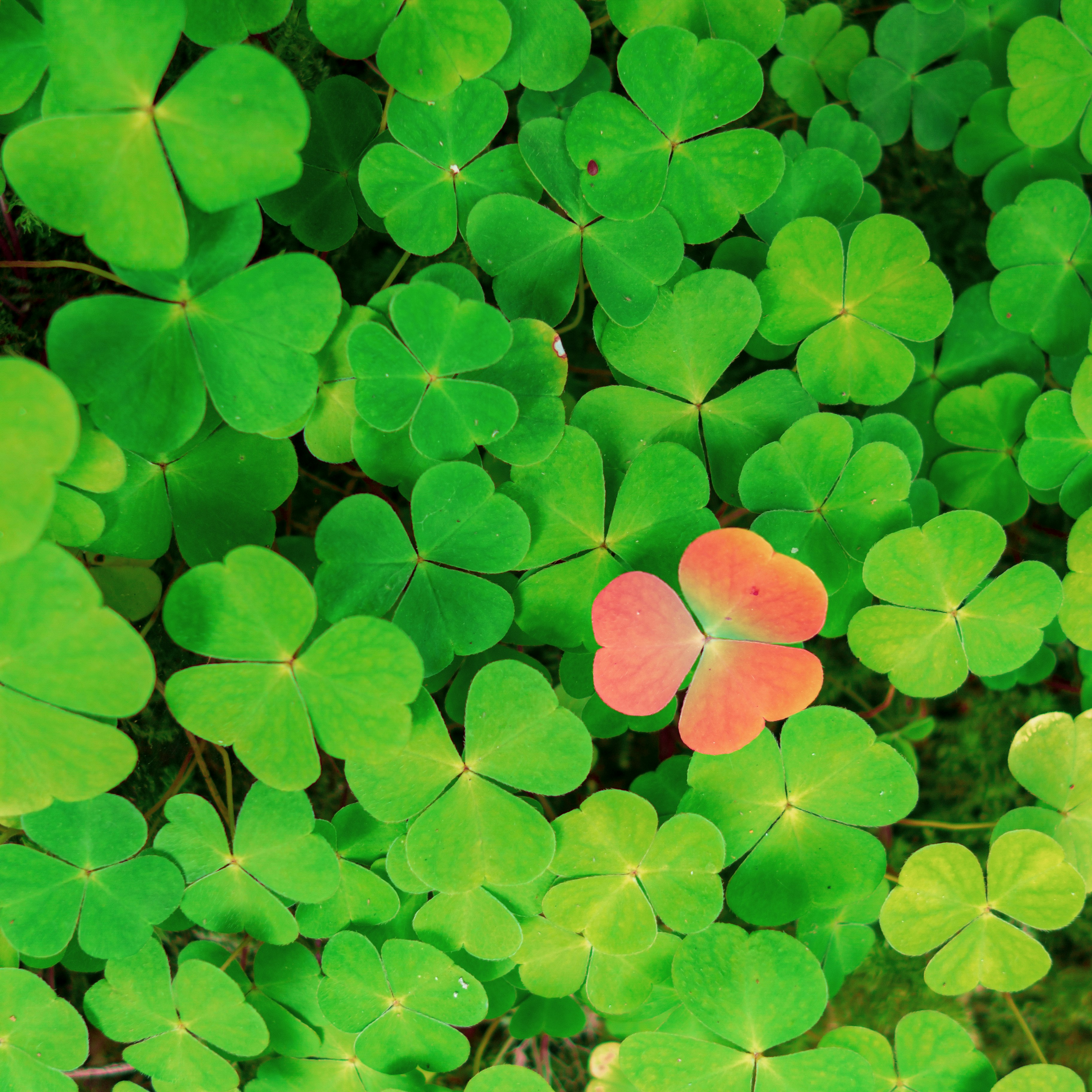 A photo of a reddened three-leaf clover growing alongside many green clovers.