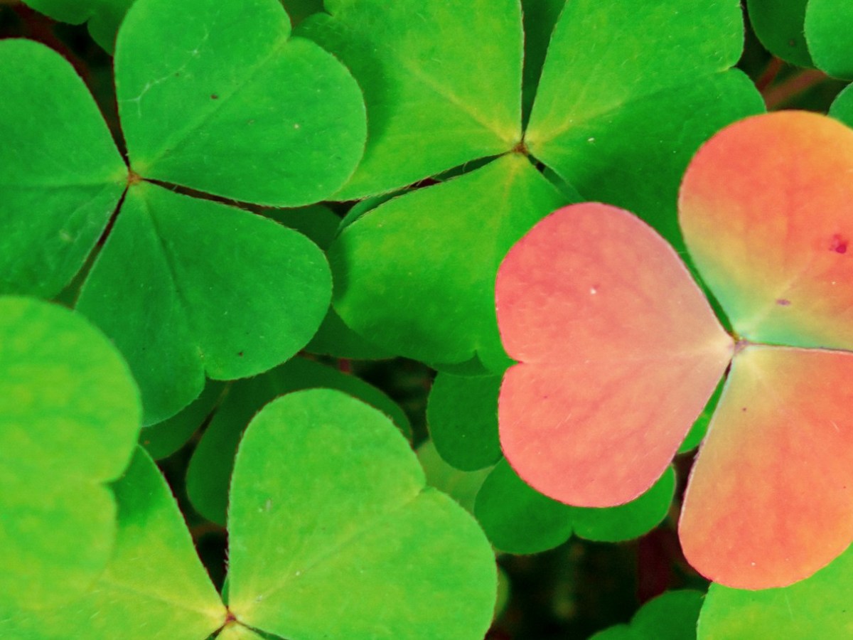 There and Not Back Again: The Ethos of Superstition&nbsp;Sam